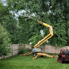 Best Grass Overseeding  in Mead, CO