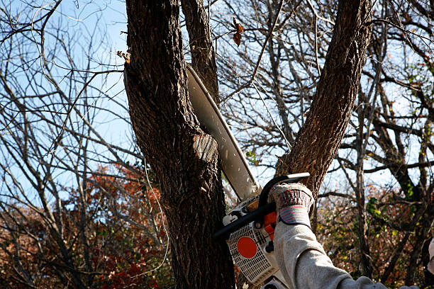 Mead, CO Tree Services Company